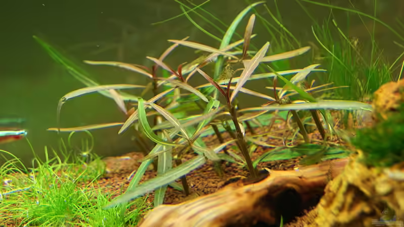 Pflanzen im Aquarium Becken 19330 von Torsten Thiel (10)