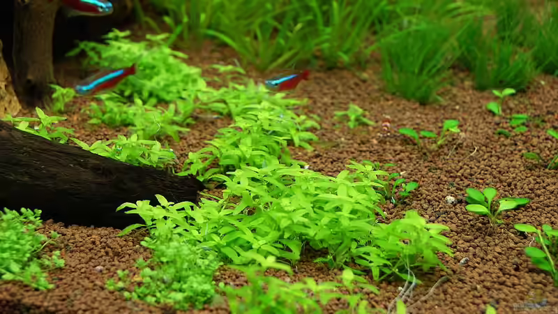 Pflanzen im Aquarium Becken 19330 von Torsten Thiel (11)