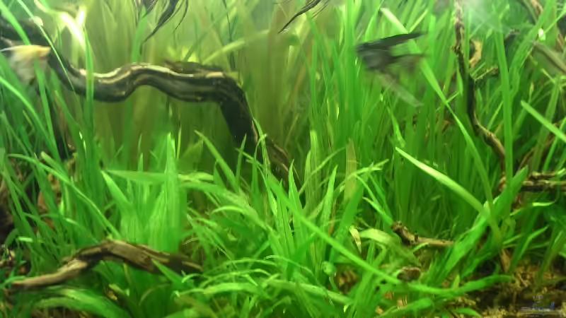 Pflanzen im Aquarium Becken 1944 von Thomas Schlechter (5)