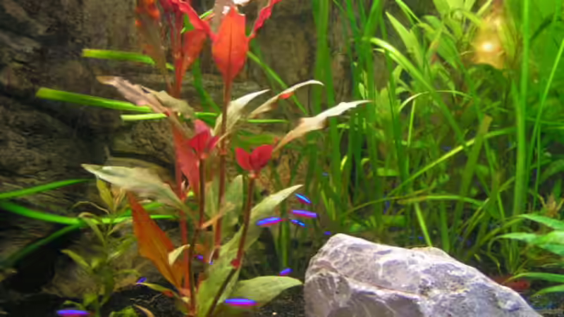 Pflanzen im Aquarium Becken 1949 von Christian Nagel (2)