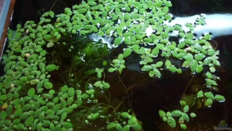 Pflanzen im Aquarium Becken 19721 von LeAnn (6)