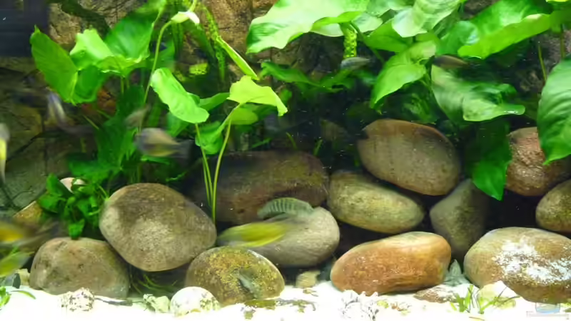 Pflanzen im Aquarium Becken 19774 von H.K-Mika (15)