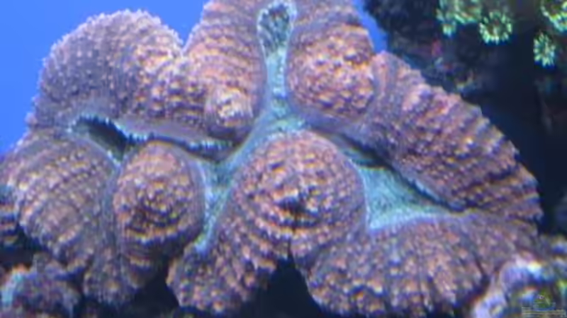 Pflanzen im Aquarium Becken 19782 von Harald (10)