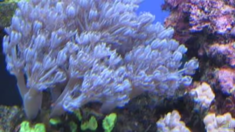 Pflanzen im Aquarium Becken 19782 von Harald (12)