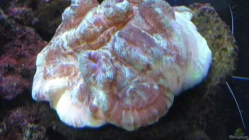 Pflanzen im Aquarium Becken 19782 von Harald (13)