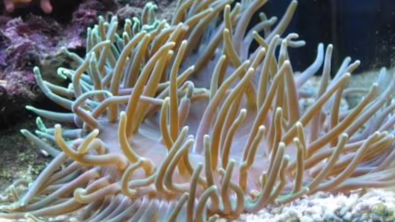 Pflanzen im Aquarium Becken 19782 von Harald (14)