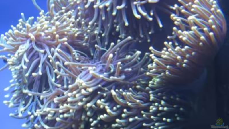 Pflanzen im Aquarium Becken 19782 von Harald (15)