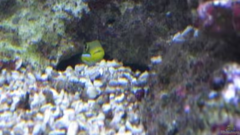 Pflanzen im Aquarium Becken 19782 von Harald (16)