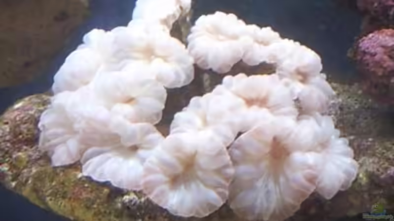 Pflanzen im Aquarium Becken 19782 von Harald (17)