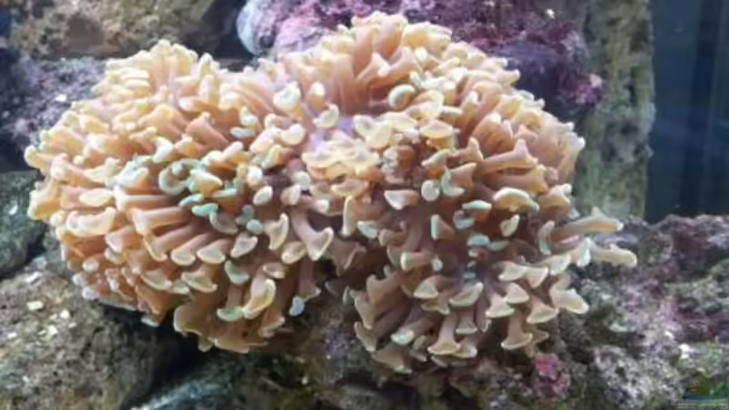 Pflanzen im Aquarium Becken 19782 von Harald (18)