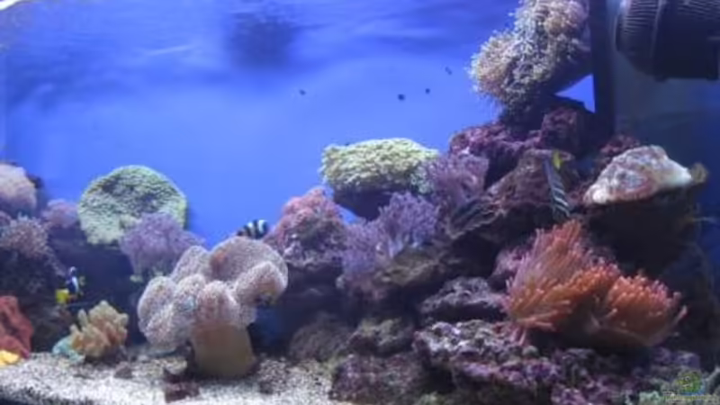 Pflanzen im Aquarium Becken 19782 von Harald (4)