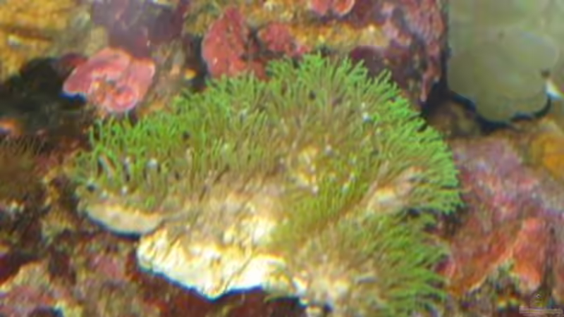 Pflanzen im Aquarium Becken 19782 von Harald (5)