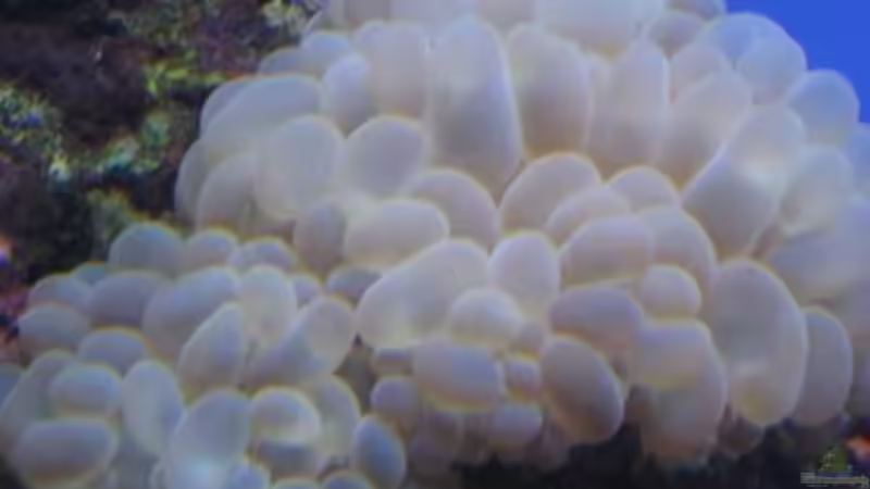 Pflanzen im Aquarium Becken 19782 von Harald (6)