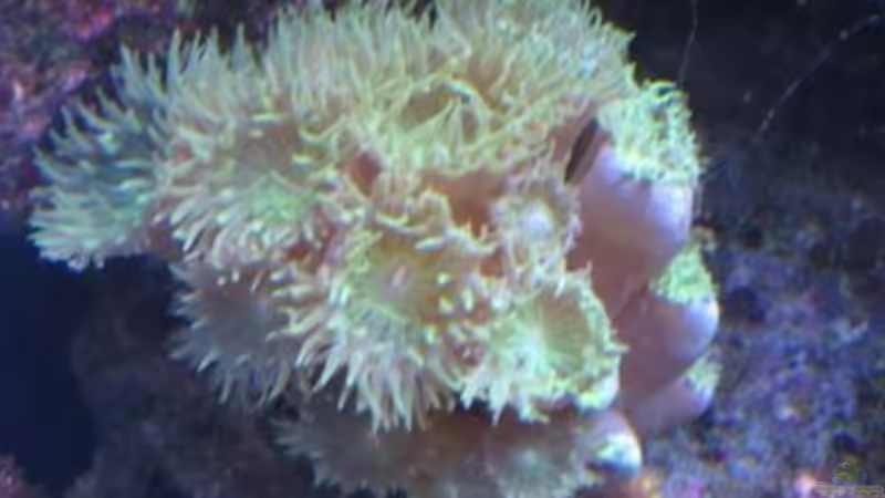 Pflanzen im Aquarium Becken 19782 von Harald (7)