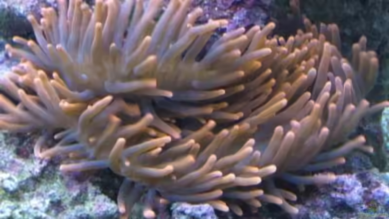 Pflanzen im Aquarium Becken 19782 von Harald (9)