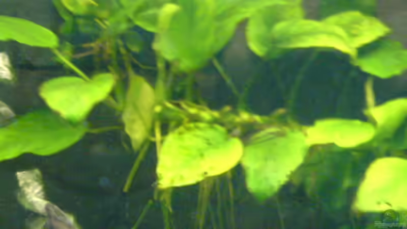 Pflanzen im Aquarium Becken 1982 von Markus Ludwar (8)