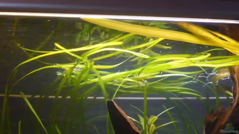 Pflanzen im Aquarium Becken 19859 von Dito (6)