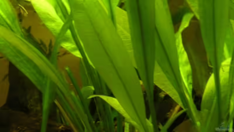 Pflanzen im Aquarium Becken 1989 von Andre´ Dumke (2)