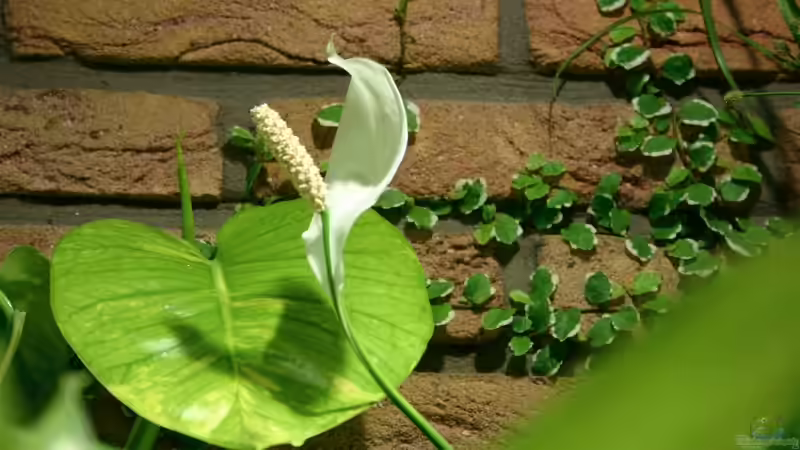 Pflanzen im Aquarium Becken 1992 von Jochen Gedicke (10)
