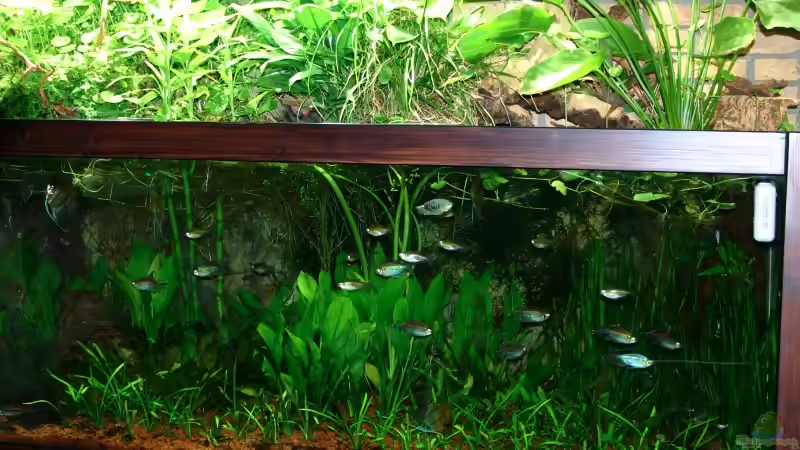 Pflanzen im Aquarium Becken 1992 von Jochen Gedicke (8)