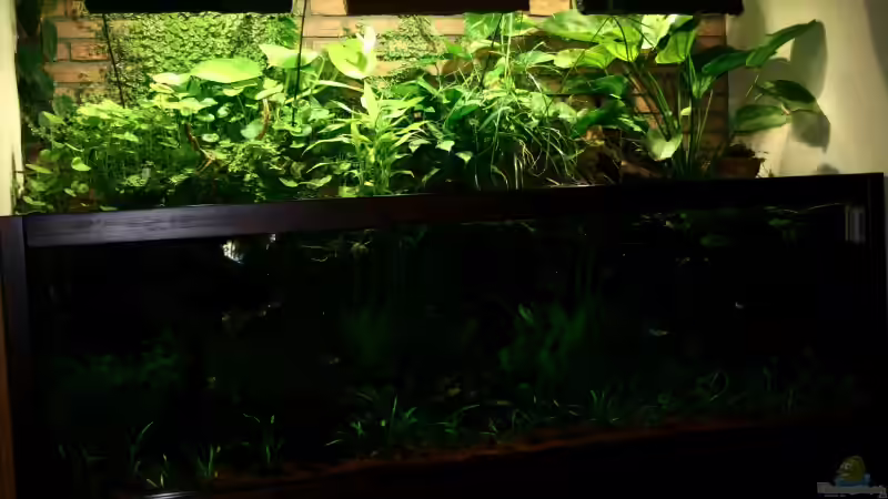 Pflanzen im Aquarium Becken 1992 von Jochen Gedicke (9)