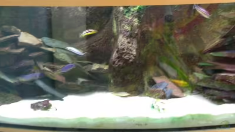 Pflanzen im Aquarium Becken 1997 von Felix Pahs (3)