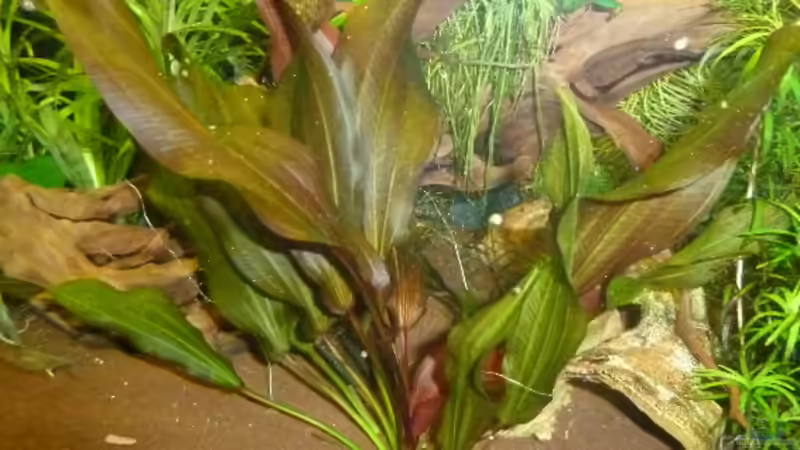 Pflanzen im Aquarium Becken 19991 von DieDa84 (5)