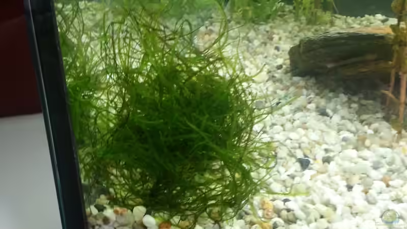 Pflanzen im Aquarium Becken 2.0 von David Böhme (2)