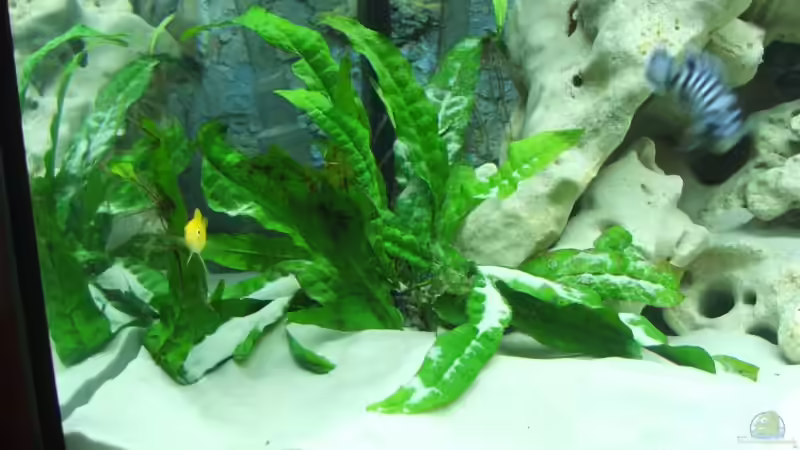 Pflanzen im Aquarium Becken 2007 von Thomas Berling (2)