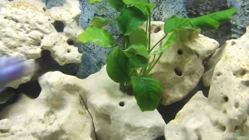 Pflanzen im Aquarium Becken 2007 von Thomas Berling (3)