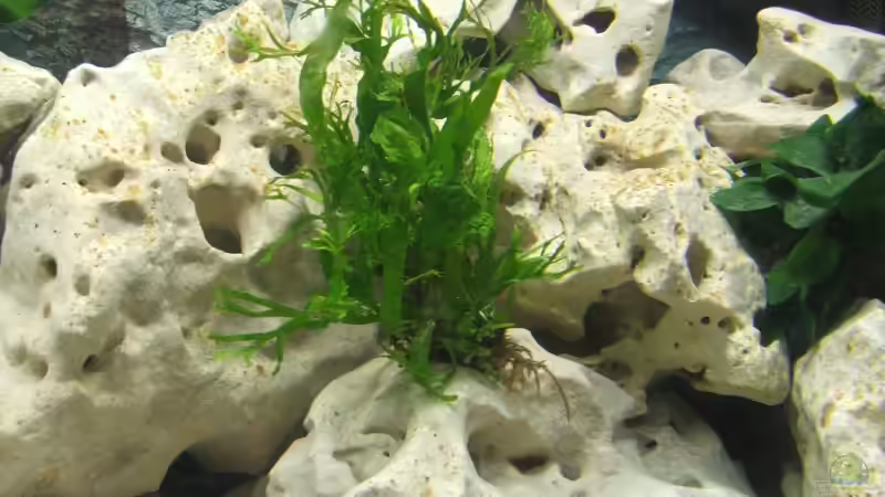 Pflanzen im Aquarium Becken 2007 von Thomas Berling (4)