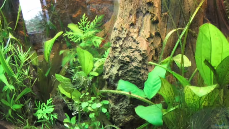 Pflanzen im Aquarium Becken 20091 von gabbel (4)