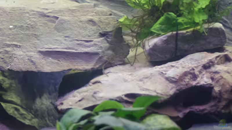 Pflanzen im Aquarium Becken 200l Malawi nur noch als Beispiel von Stony (3)