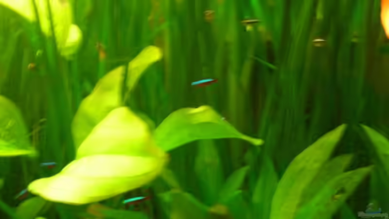 Pflanzen im Aquarium Becken 2016 von Frank Bühler-Zeller (10)