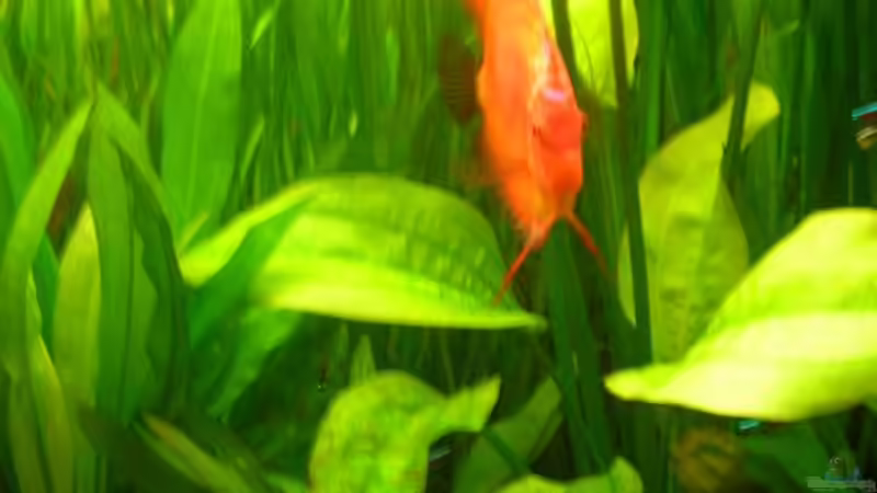 Pflanzen im Aquarium Becken 2016 von Frank Bühler-Zeller (11)