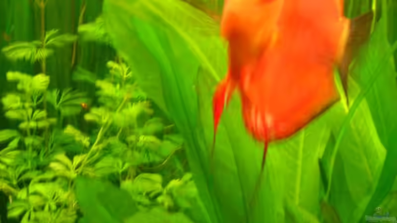 Pflanzen im Aquarium Becken 2016 von Frank Bühler-Zeller (12)