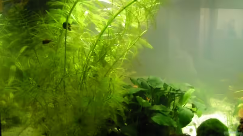 Pflanzen im Aquarium Becken 20247 von Bienchen1976 (3)
