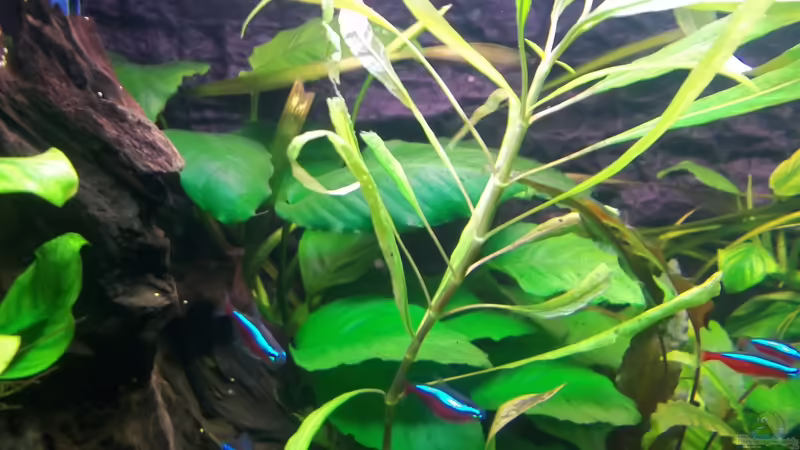 Pflanzen im Aquarium Becken 20335 von Niko P. (11)