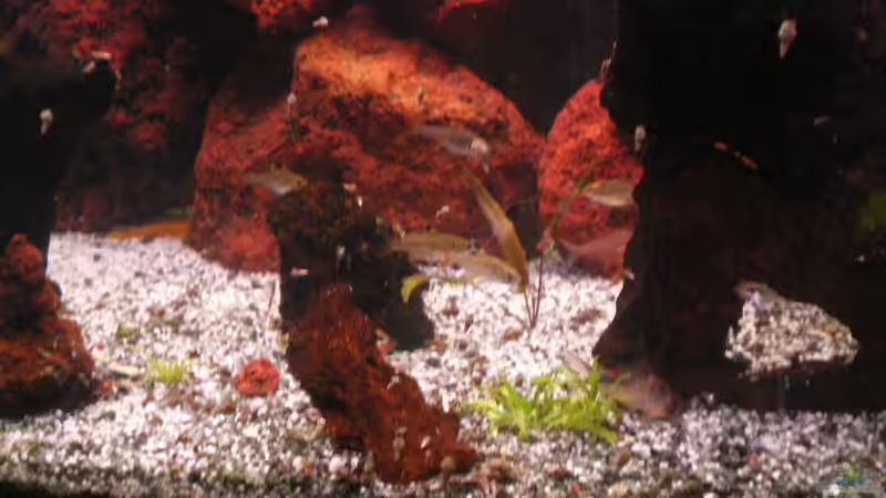 Pflanzen im Aquarium Becken 20520 von Baschtel (4)