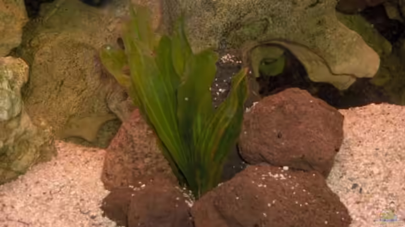 Pflanzen im Aquarium Becken 2069 von Jens Zinder (5)