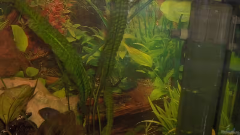 Pflanzen im Aquarium Becken 2069 von Jens Zinder (6)
