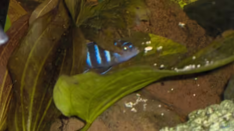 Pflanzen im Aquarium Becken 2069 von Jens Zinder (7)