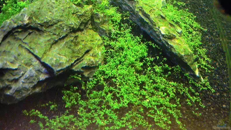 Pflanzen im Aquarium Becken 2083 von J.Liebold (10)
