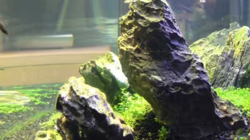 Pflanzen im Aquarium Becken 2083 von J.Liebold (9)