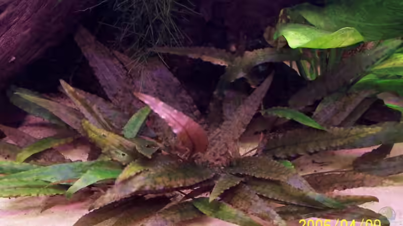 Pflanzen im Aquarium Becken 2094 von Sven Pohlner (10)