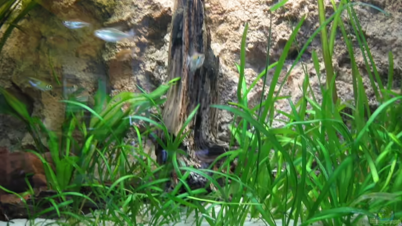 Pflanzen im Aquarium Becken 2112 von Luschez (3)