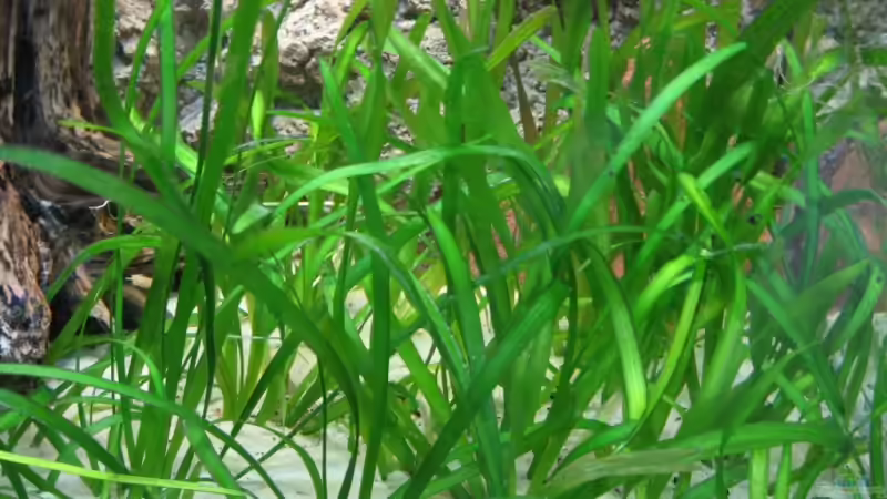 Pflanzen im Aquarium Becken 2112 von Luschez (4)