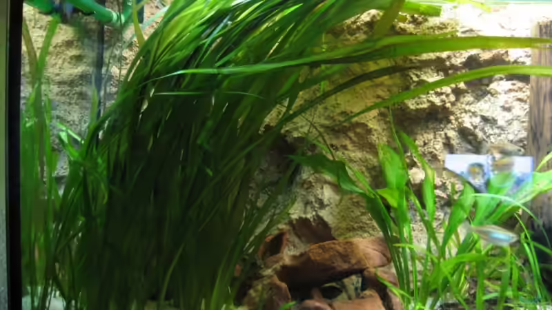 Pflanzen im Aquarium Becken 2112 von Luschez (5)