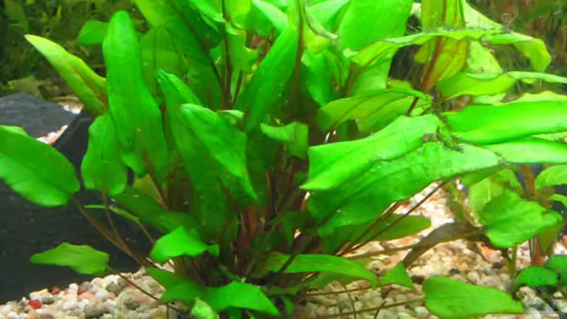 Pflanzen im Aquarium Becken 2122 von Mike Nebenführ (10)