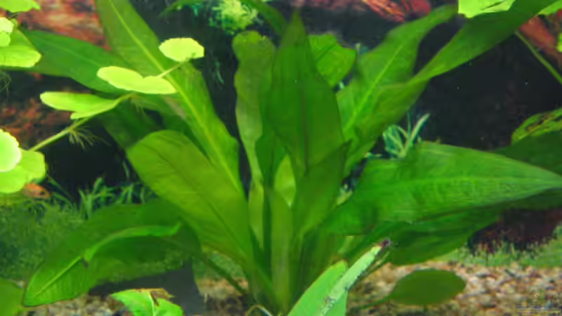 Pflanzen im Aquarium Becken 2122 von Mike Nebenführ (7)